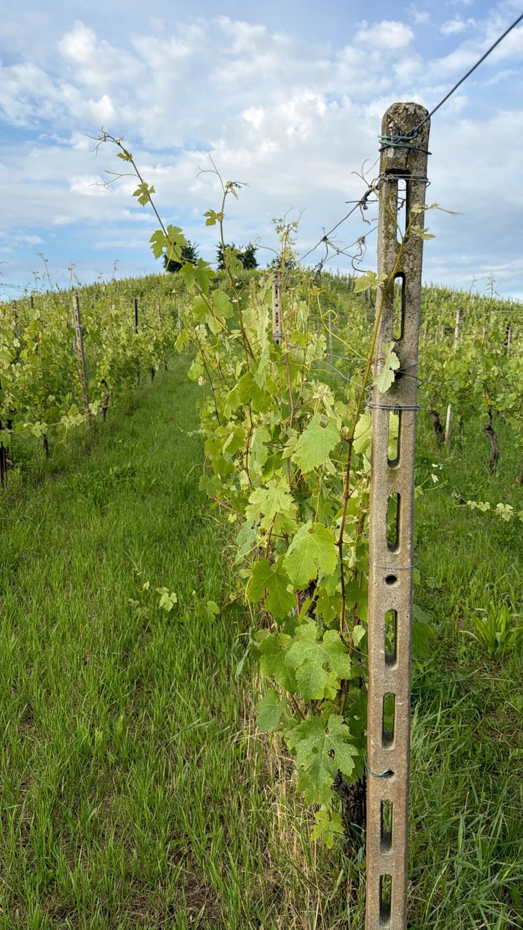 Filari sulle colline delle Langhe