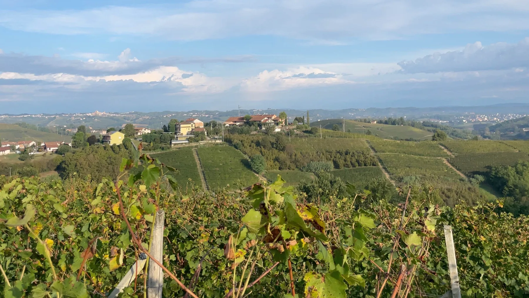 Panorama vitato al tramonto